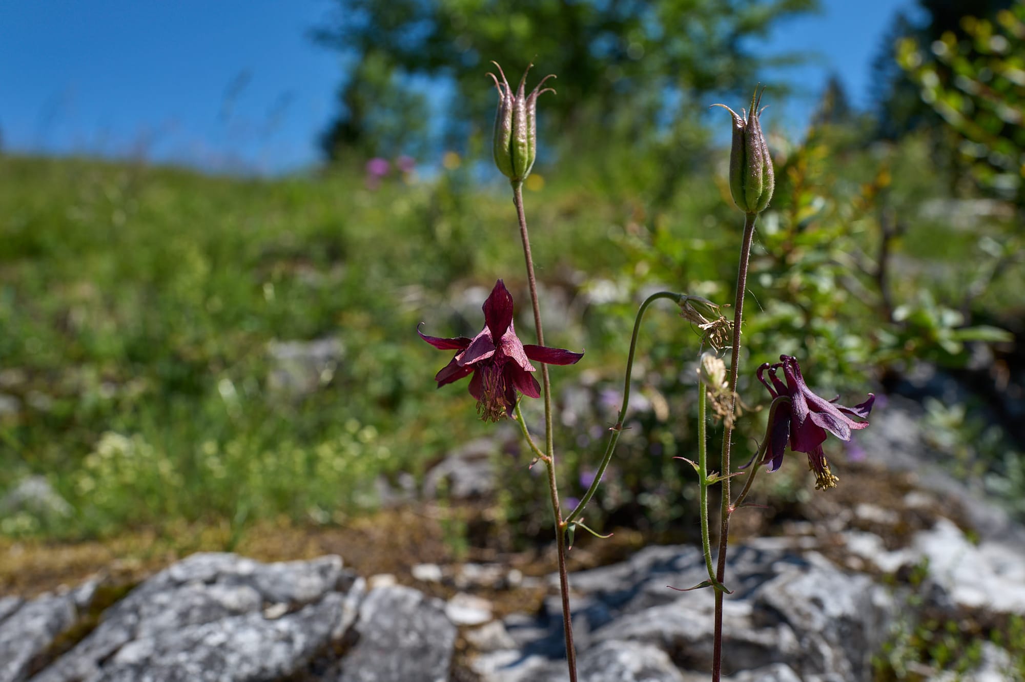 Kranzhorn_20260615 1 1.jpg