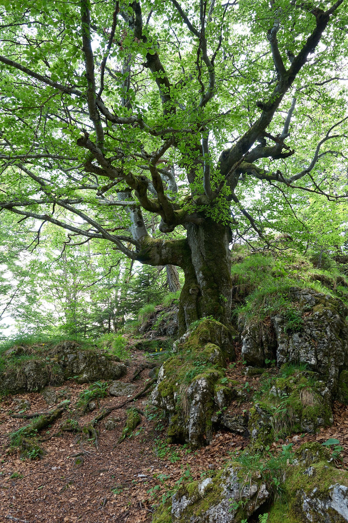 Kranzhorn_20260615 12.jpg