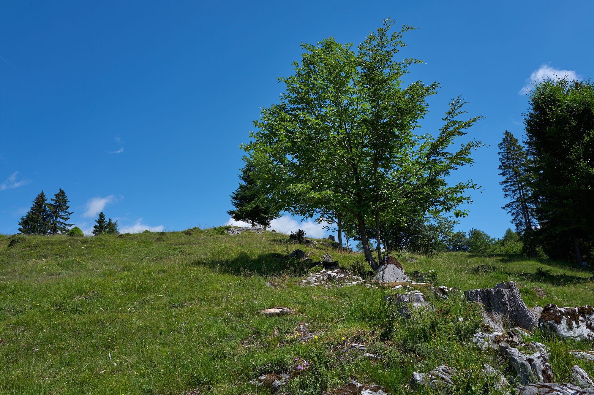 Kranzhorn_20260615 2.jpg