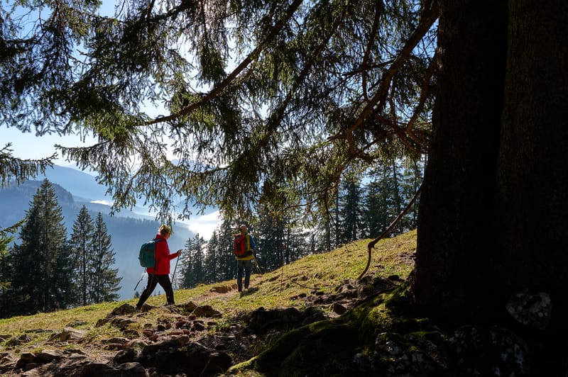 Sonntagstour zur Jochbergalm — eine Familientour im November